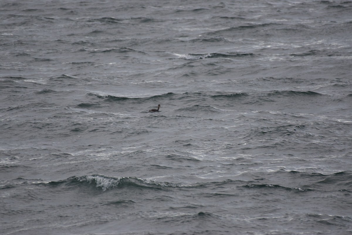 Red-necked Grebe - ML642871240