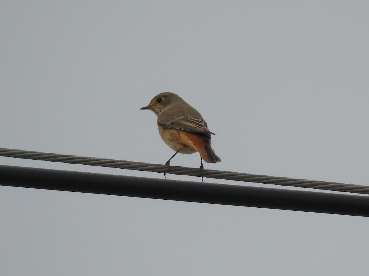 Common Redstart - ML642871241