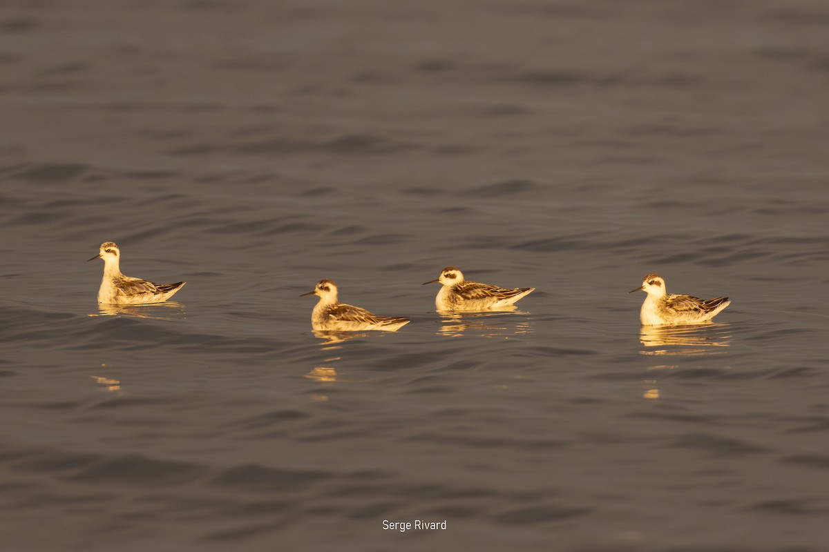 Red-necked Phalarope - ML642871242