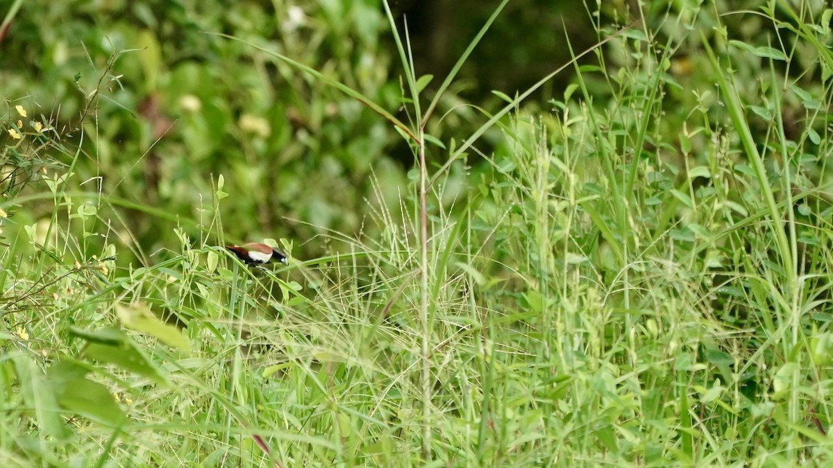 Tricolored Munia - ML642871243