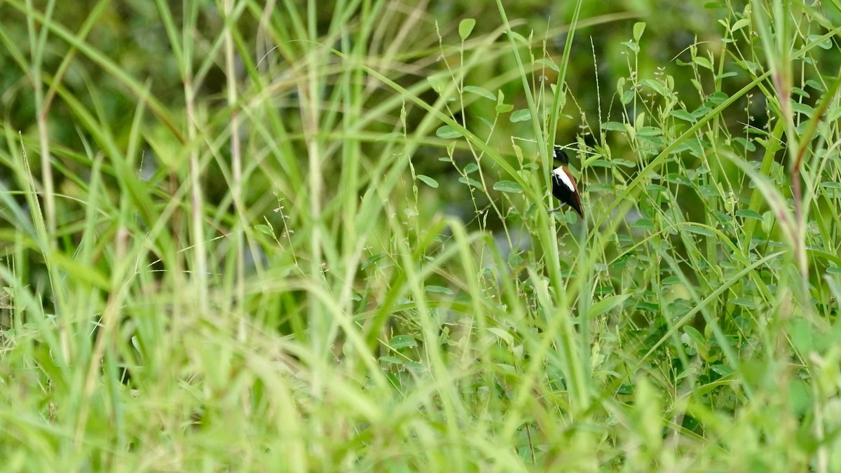 Tricolored Munia - ML642871244