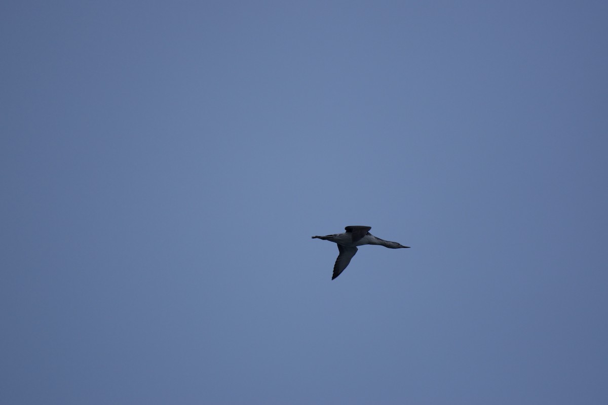 Red-throated Loon - ML642871245
