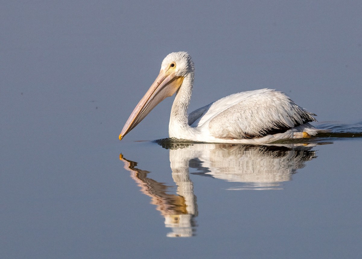 American White Pelican - ML642871251