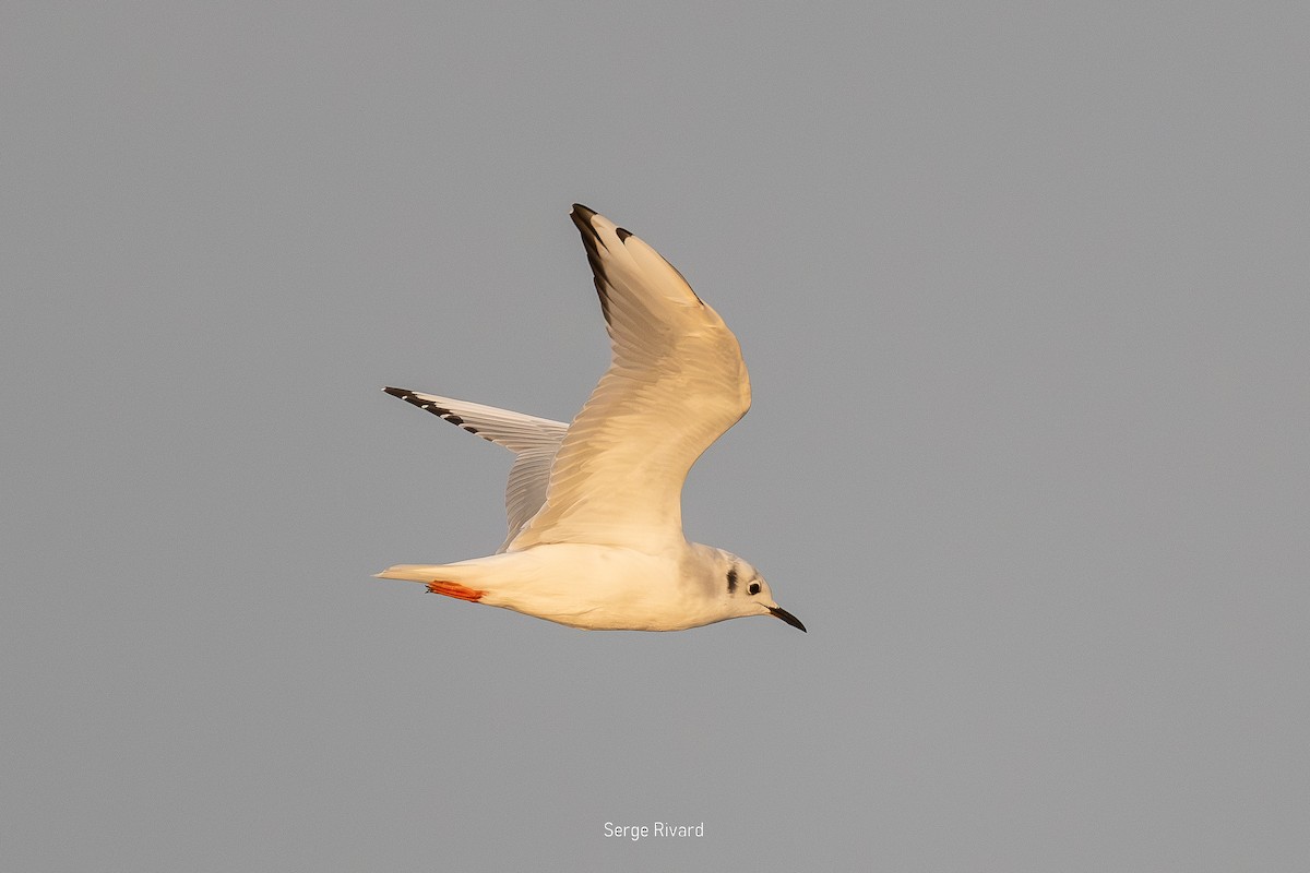Bonaparte's Gull - ML642871262