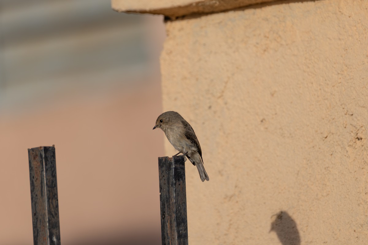 African Dusky Flycatcher - ML642871263
