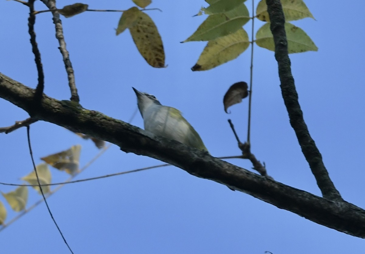 Blue-headed Vireo - ML642871265
