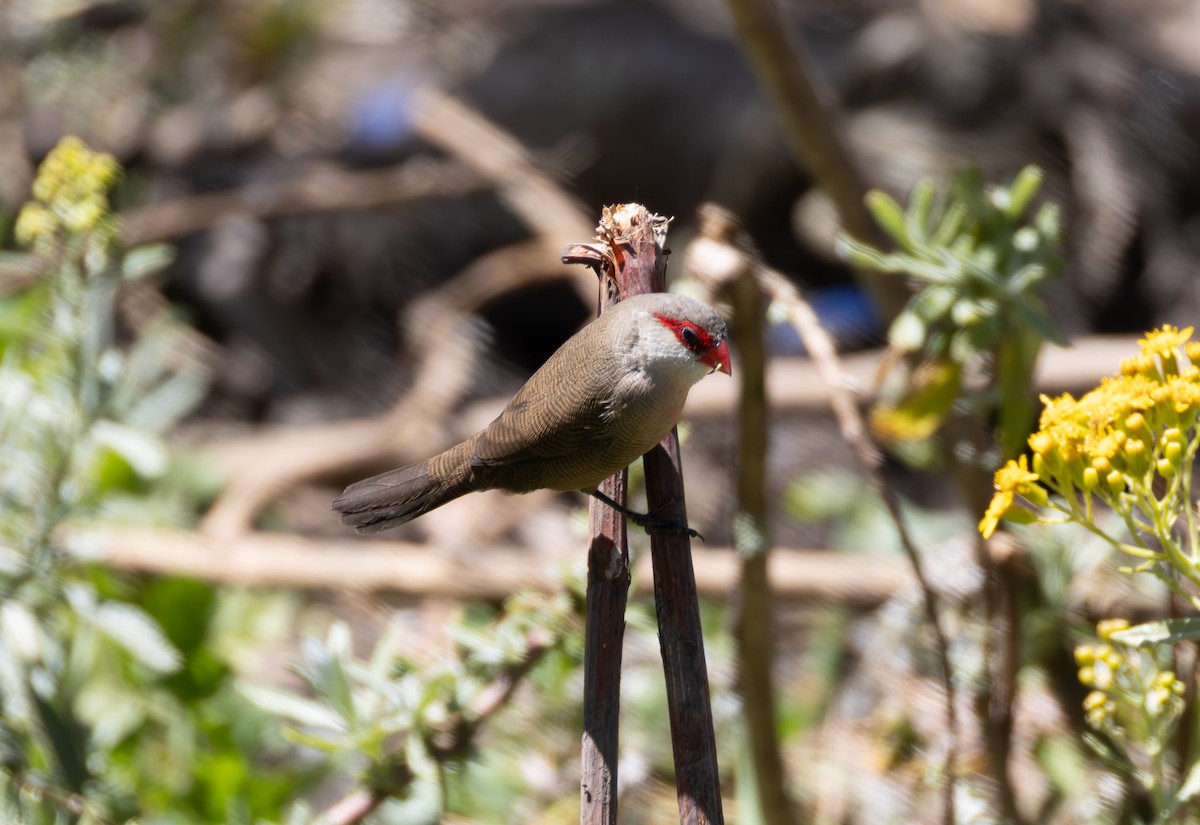 Common Waxbill - ML642871266