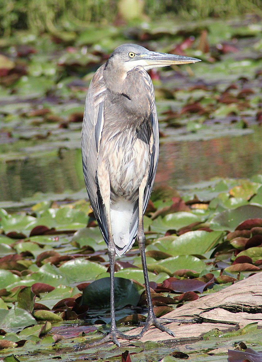 Great Blue Heron - ML642871267