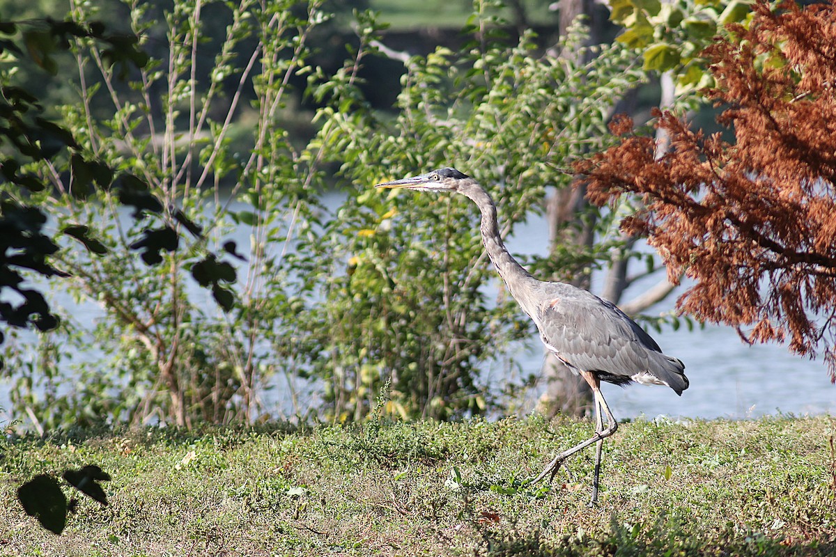 Great Blue Heron - ML642871268