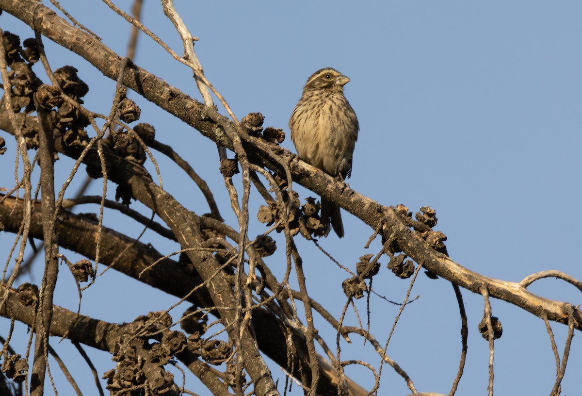Streaky Seedeater - ML642871280