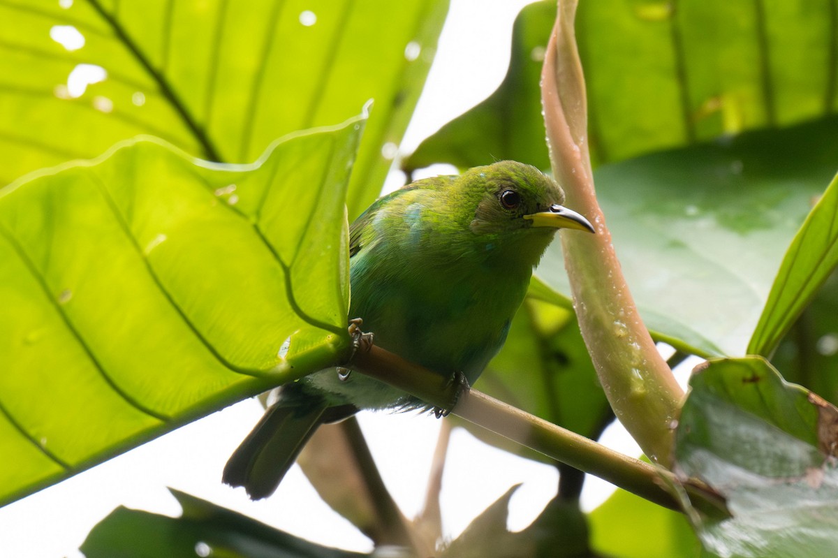 Green Honeycreeper - ML642871283