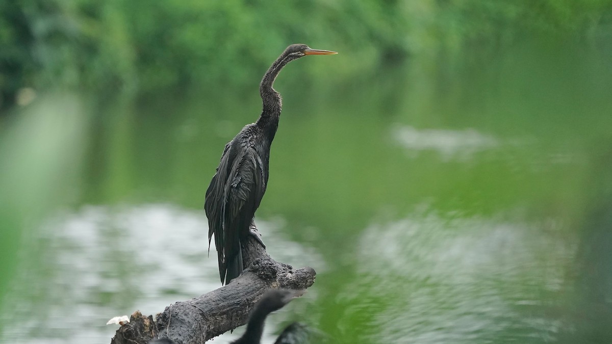 Oriental Darter - ML642871297