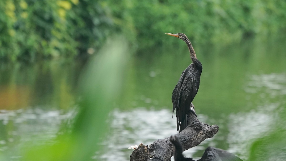 Oriental Darter - ML642871302