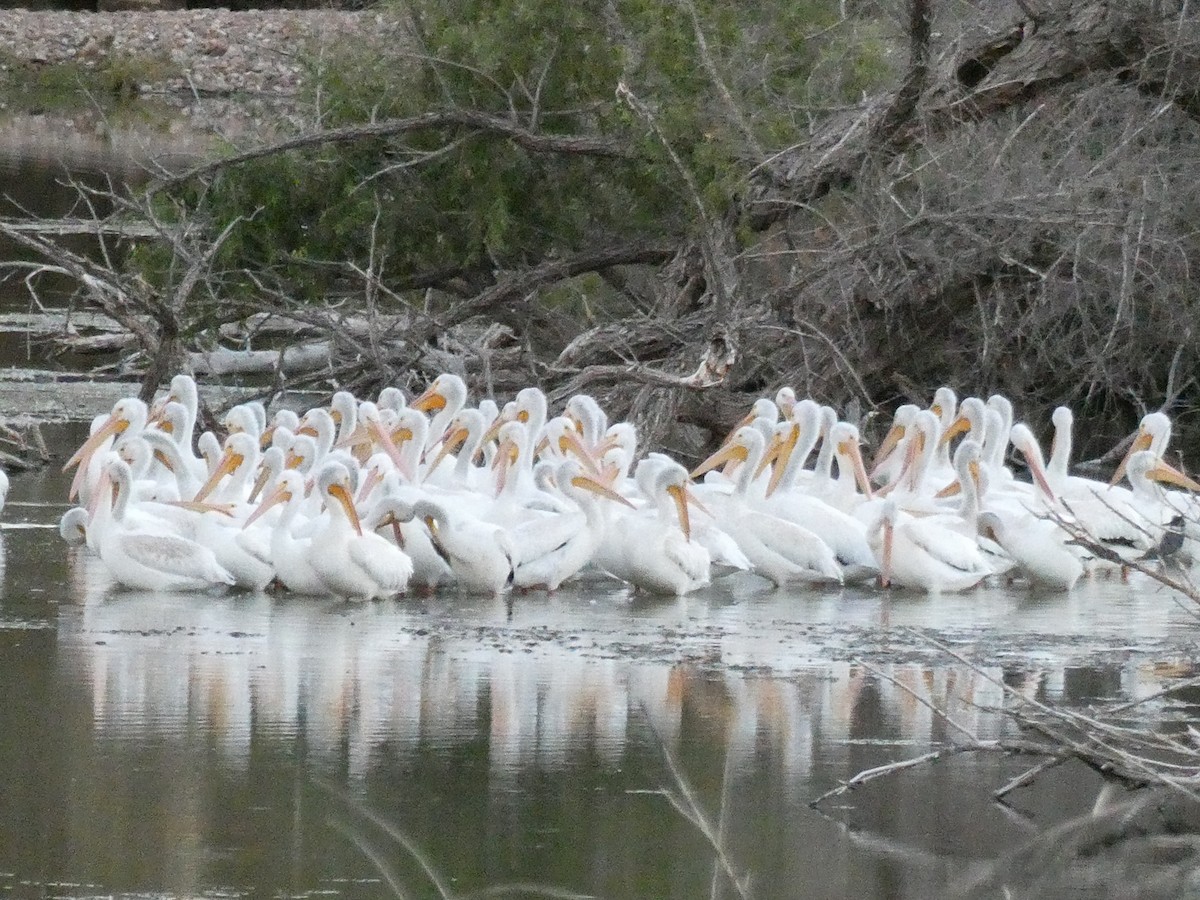 American White Pelican - ML642871304