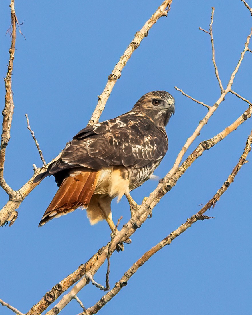 Red-tailed Hawk - ML642871317