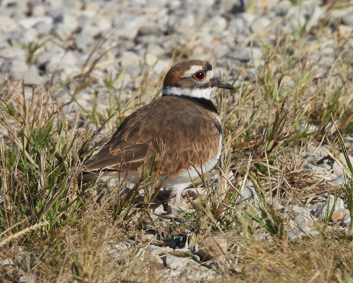 Killdeer - ML642871319