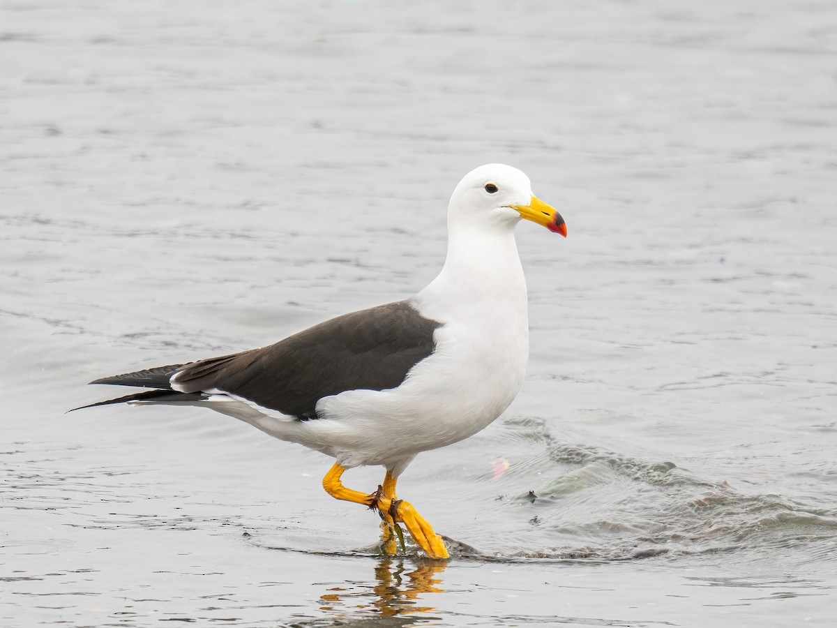 Belcher's Gull - ML642871320