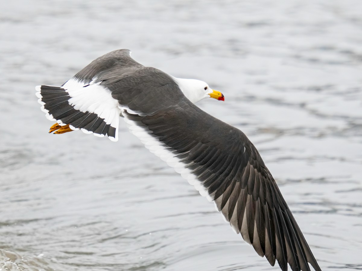 Belcher's Gull - ML642871321