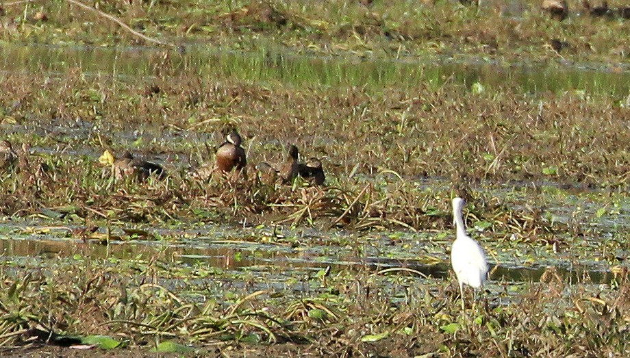 Blue-winged Teal - ML642871323