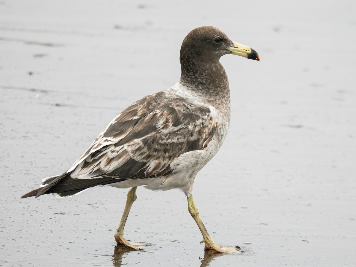 Belcher's Gull - ML642871325
