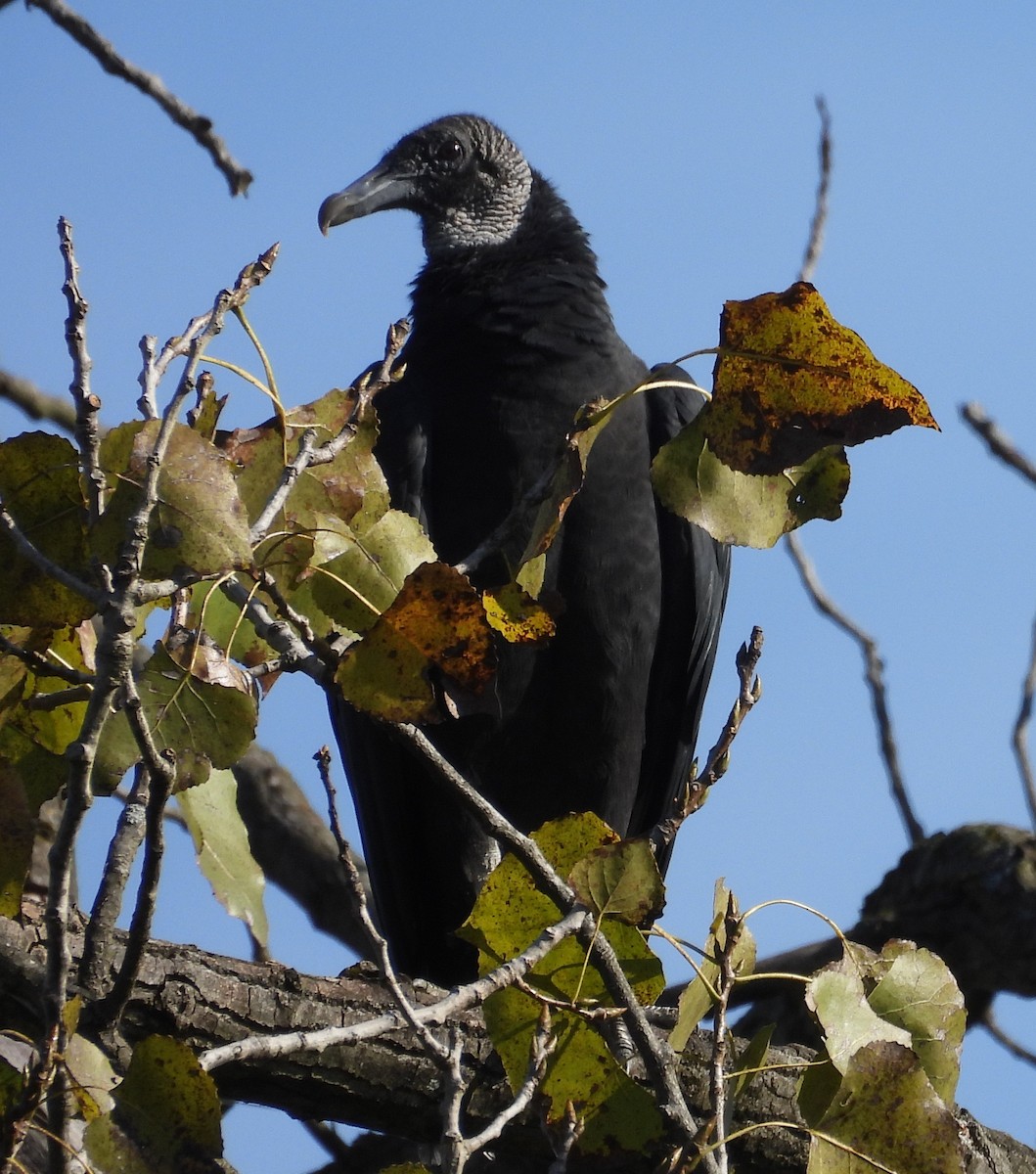 Black Vulture - ML642871326