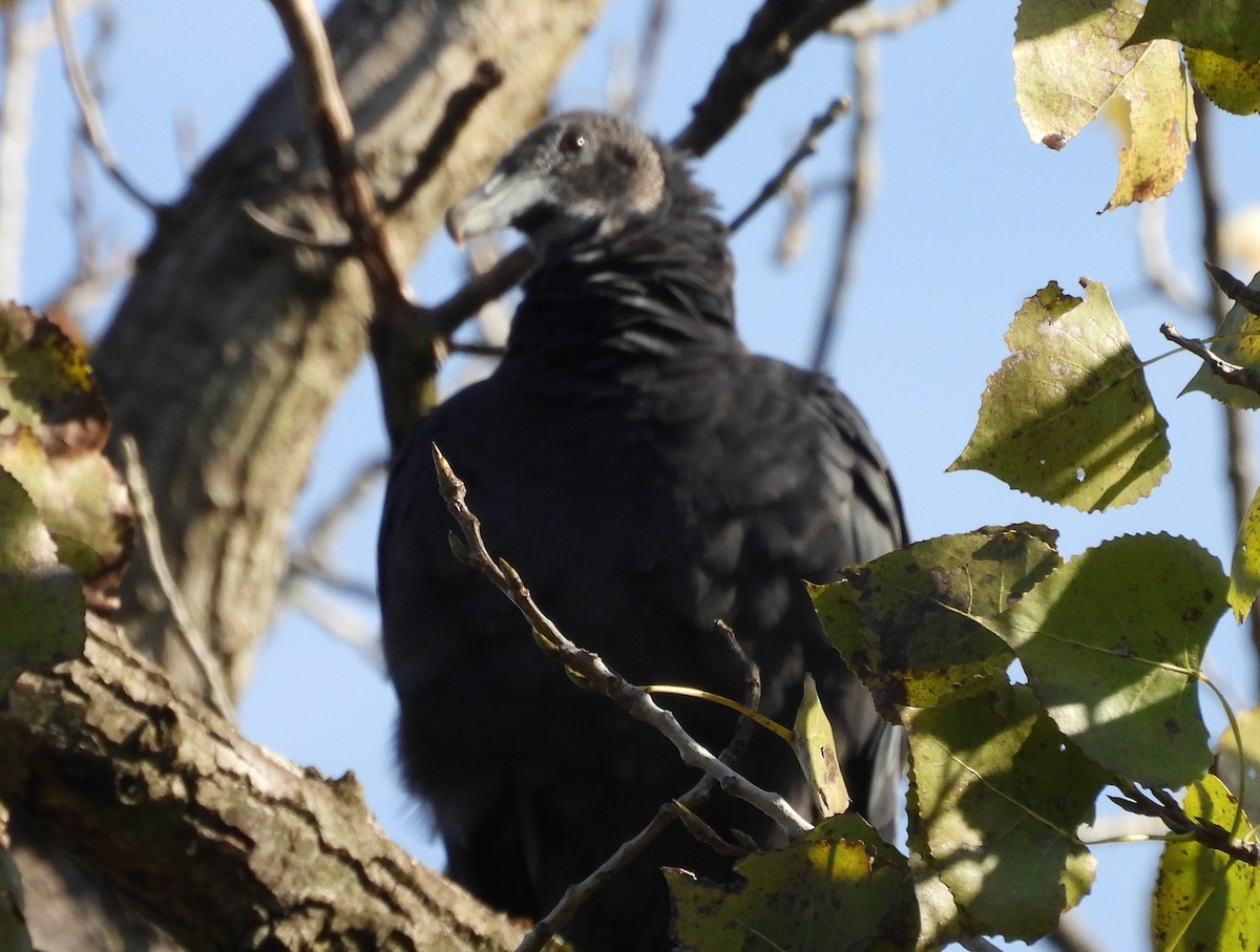 Black Vulture - ML642871327