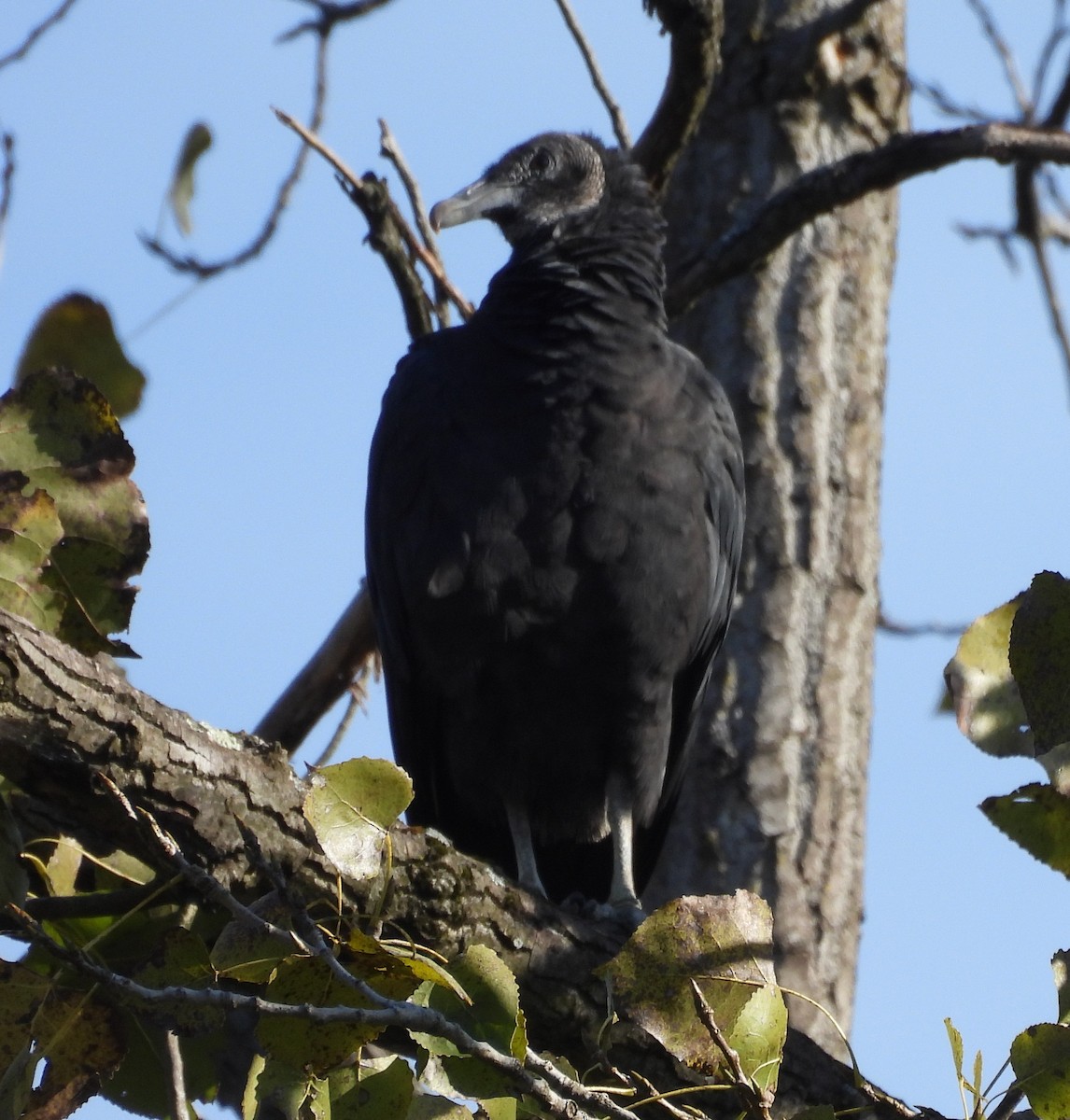 Black Vulture - ML642871328