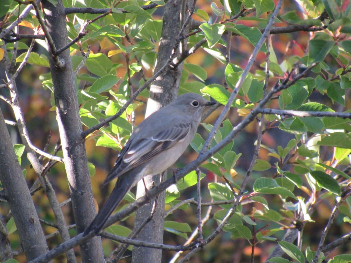 Townsend's Solitaire - ML642871341