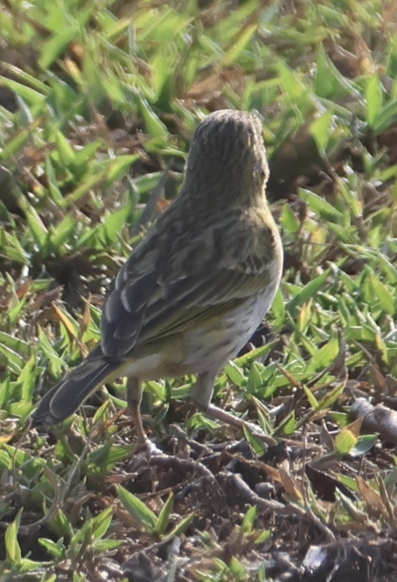 Grassland Sparrow - ML642871343