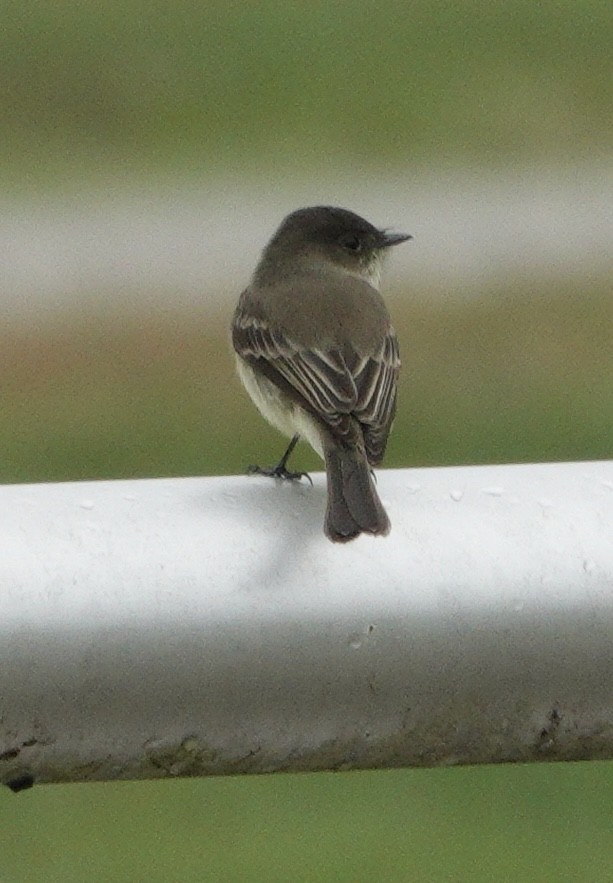 tyranovec domácí - ML642871352