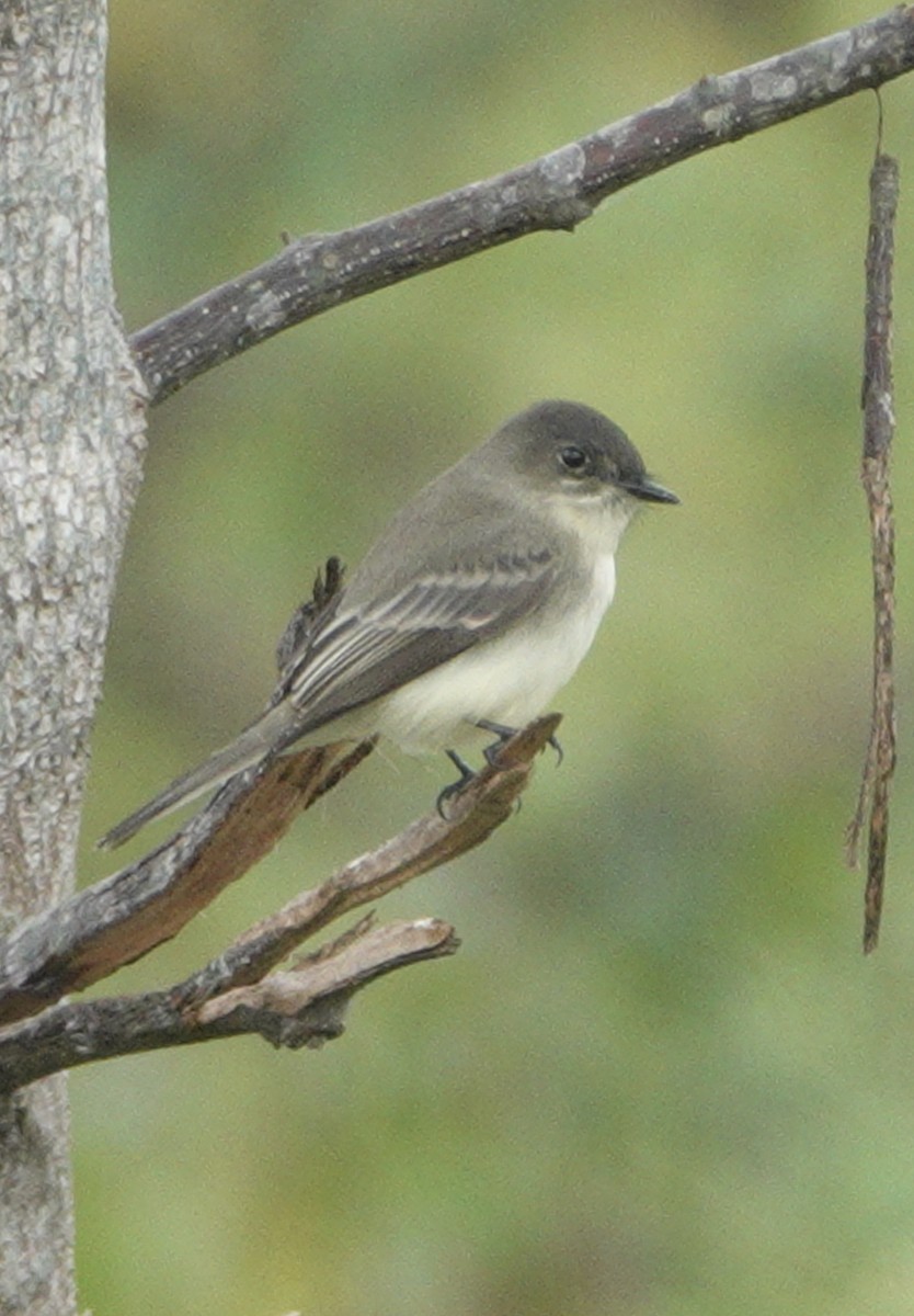 tyranovec domácí - ML642871353