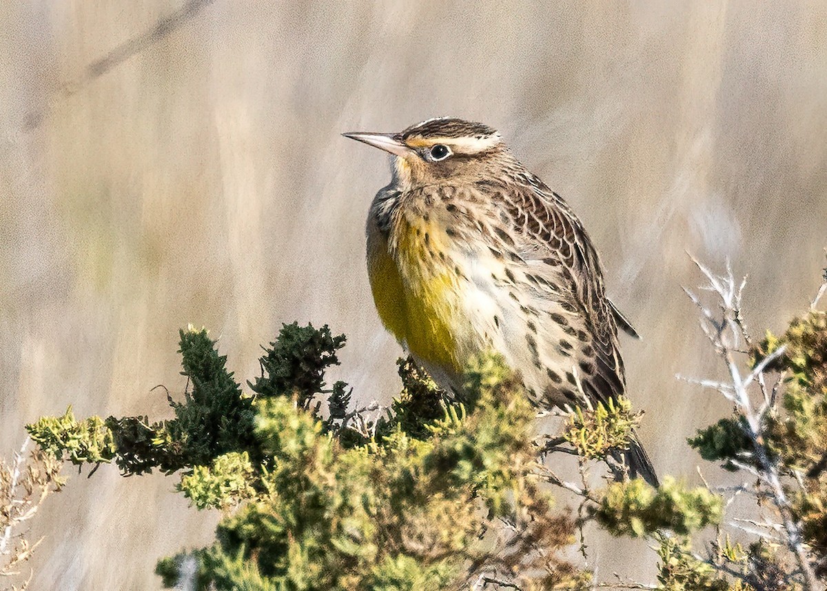Western Meadowlark - ML642871367