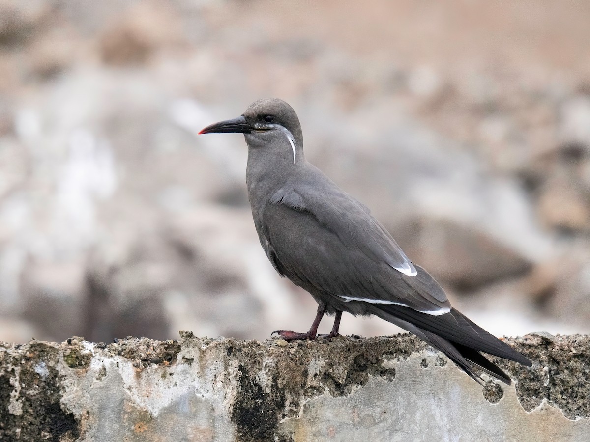 Inca Tern - ML642871369