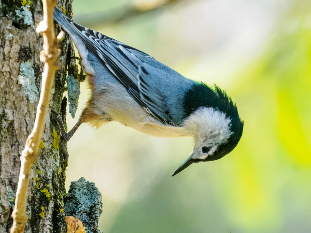 White-breasted Nuthatch - ML642871377