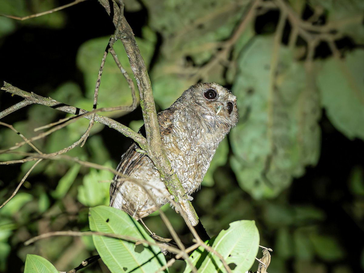 Rufescent Screech-Owl - ML642871385