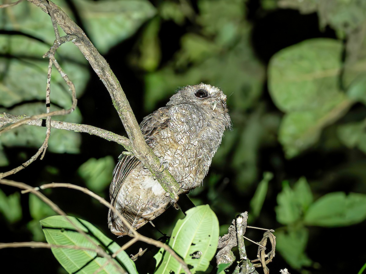 Rufescent Screech-Owl - ML642871387