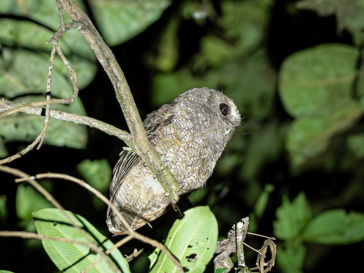 Rufescent Screech-Owl - ML642871390