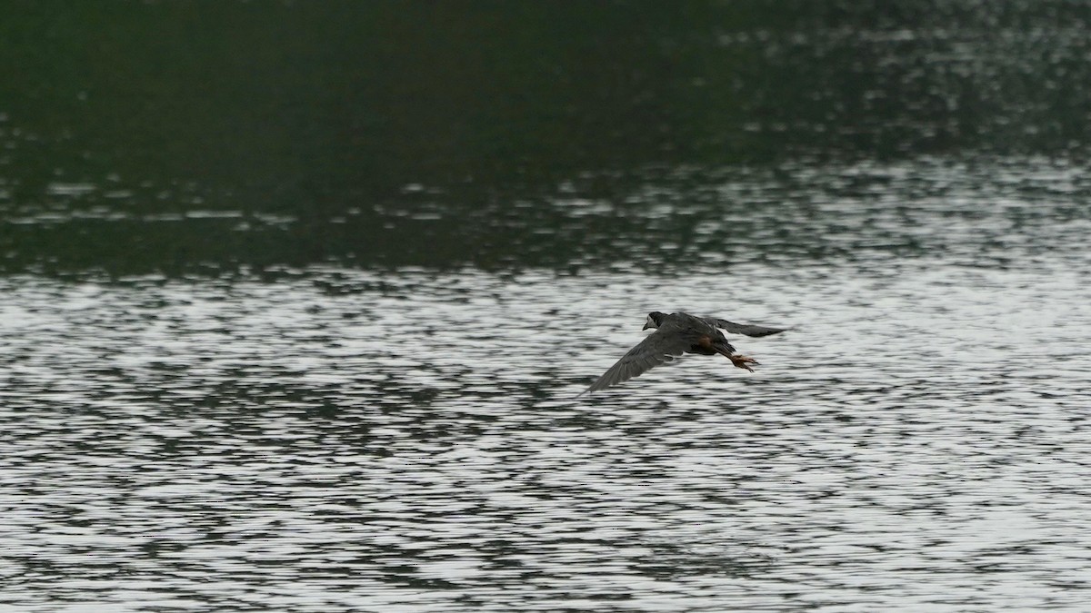 White-breasted Waterhen - ML642871394