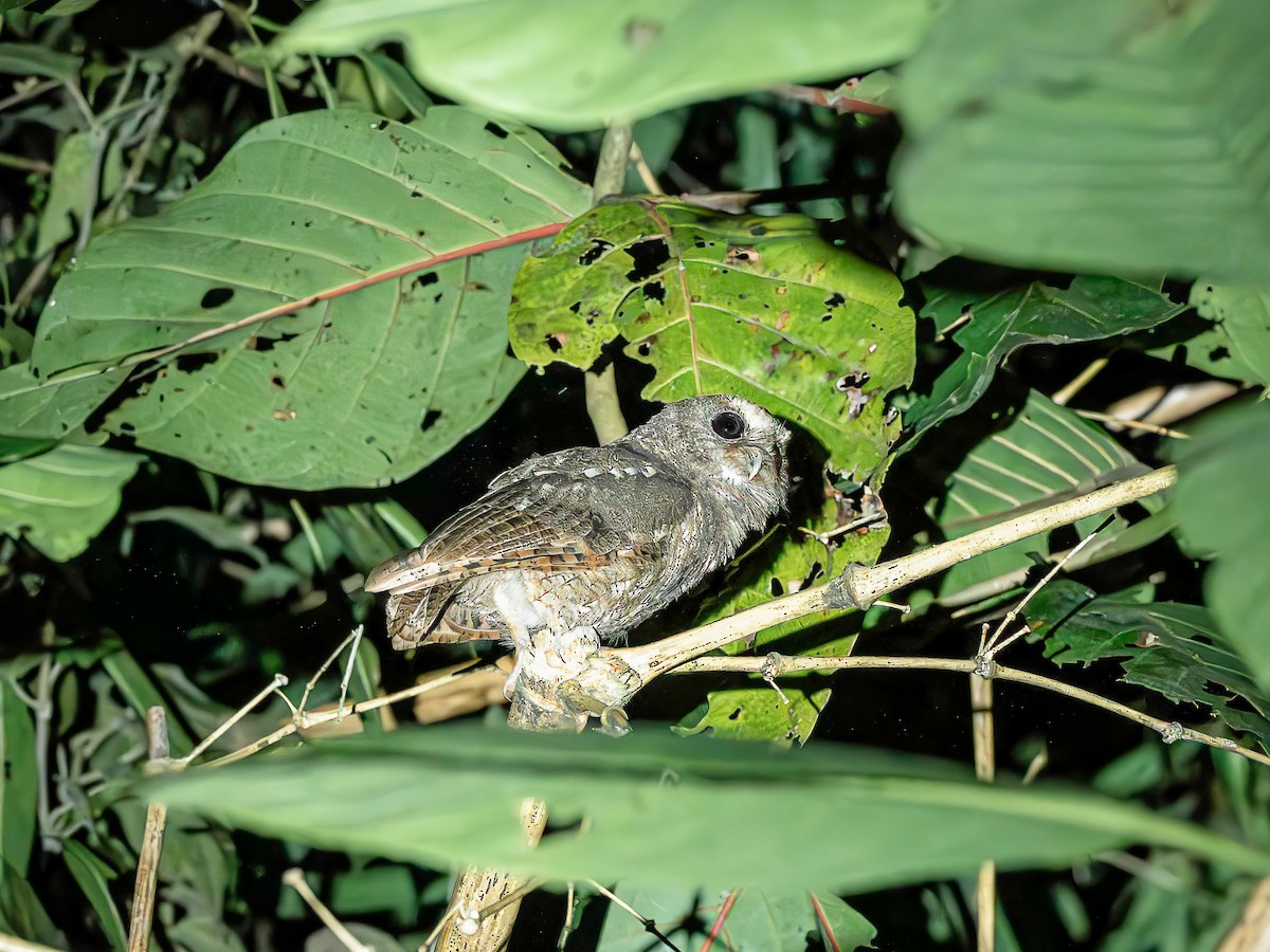 Rufescent Screech-Owl - ML642871395