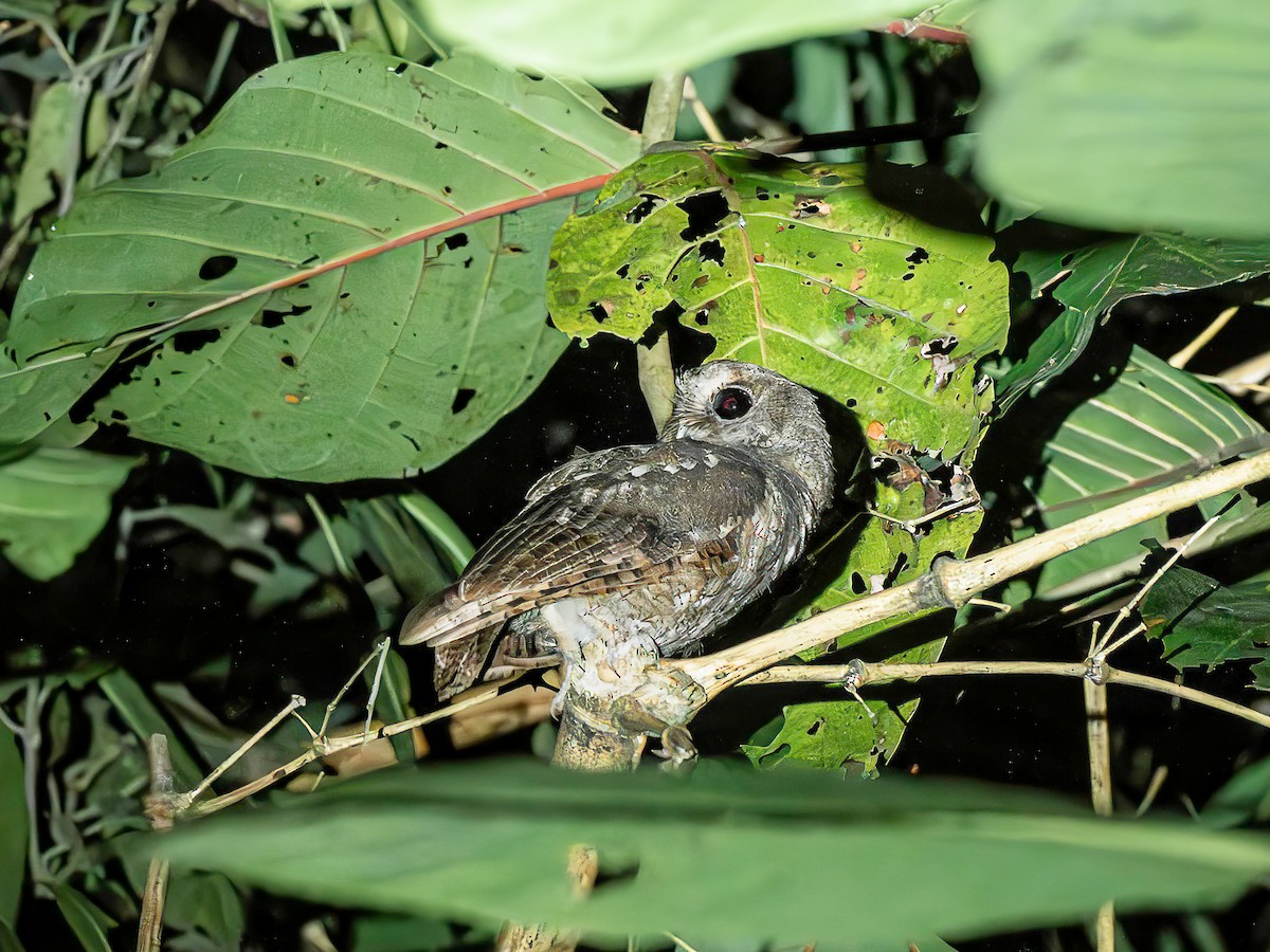 Rufescent Screech-Owl - ML642871397