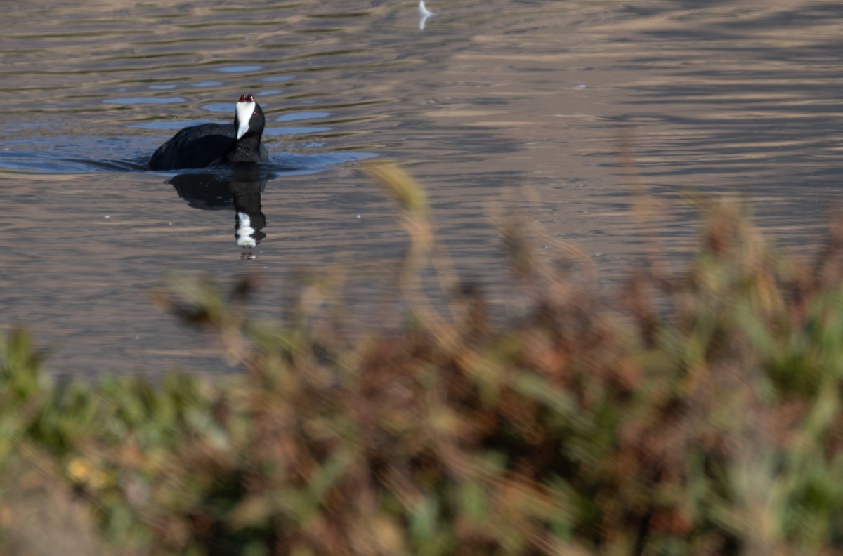 Red-knobbed Coot - ML642871408