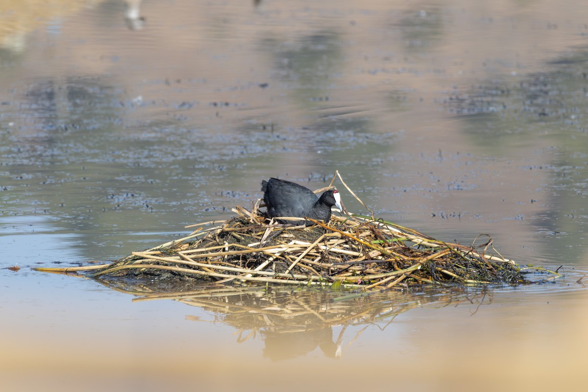 Red-knobbed Coot - ML642871409
