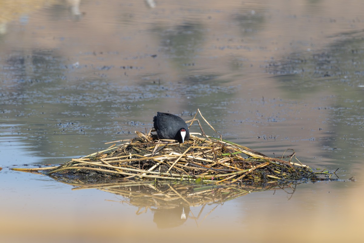 Red-knobbed Coot - ML642871410