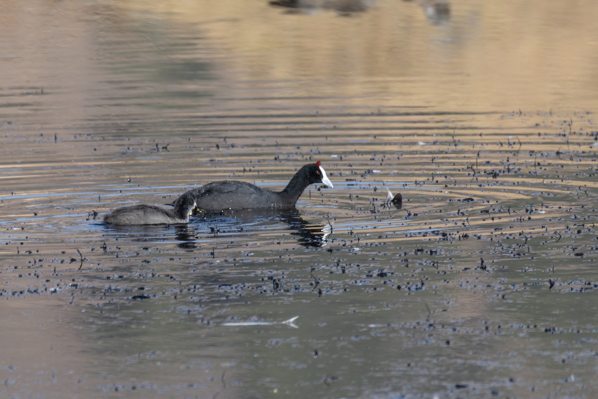 Red-knobbed Coot - ML642871411