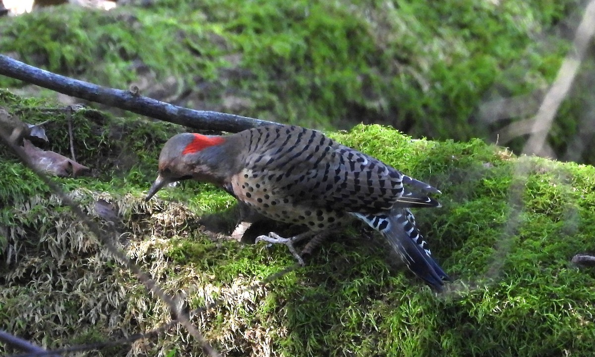 Northern Flicker - ML642871412