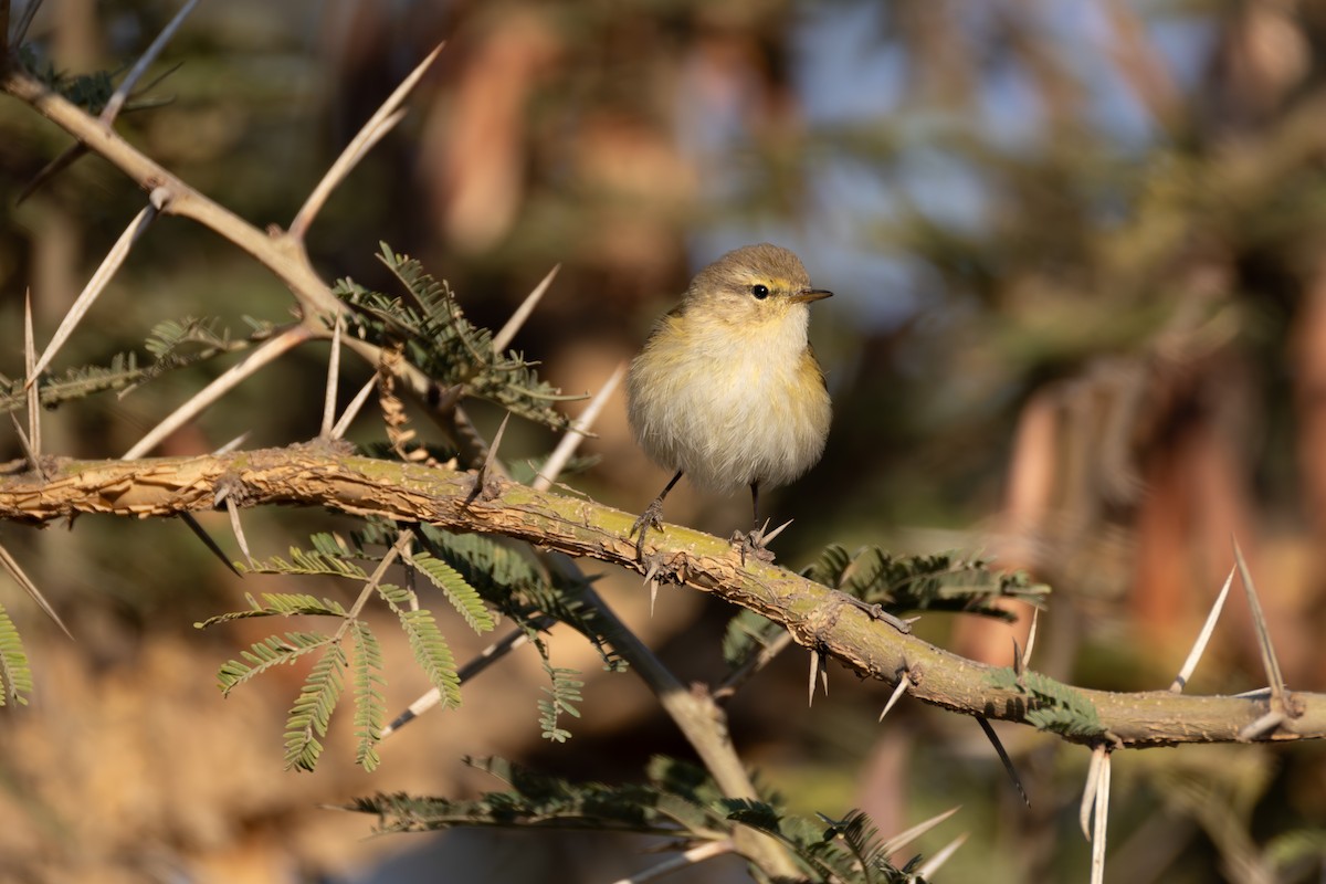 Common Chiffchaff - ML642871426