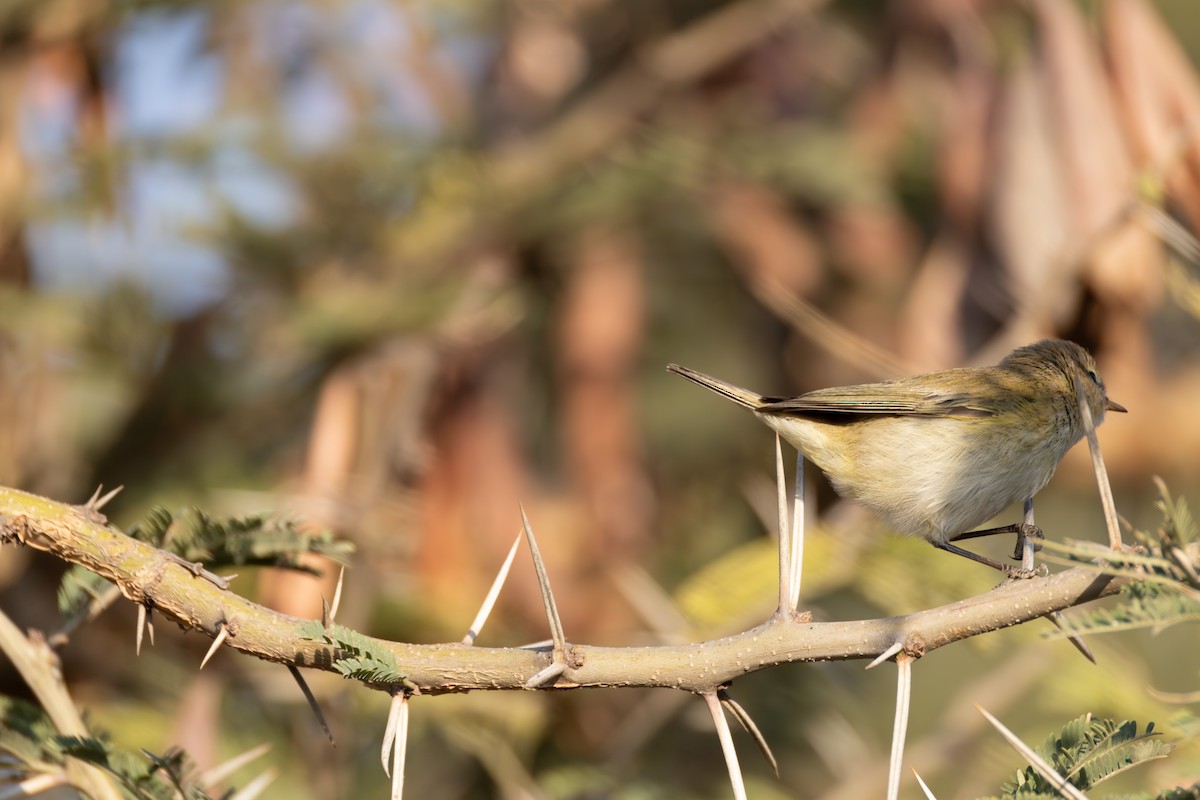 Common Chiffchaff - ML642871427