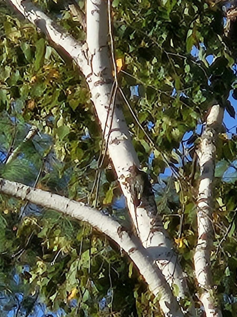 Yellow-bellied Sapsucker - ML642871438