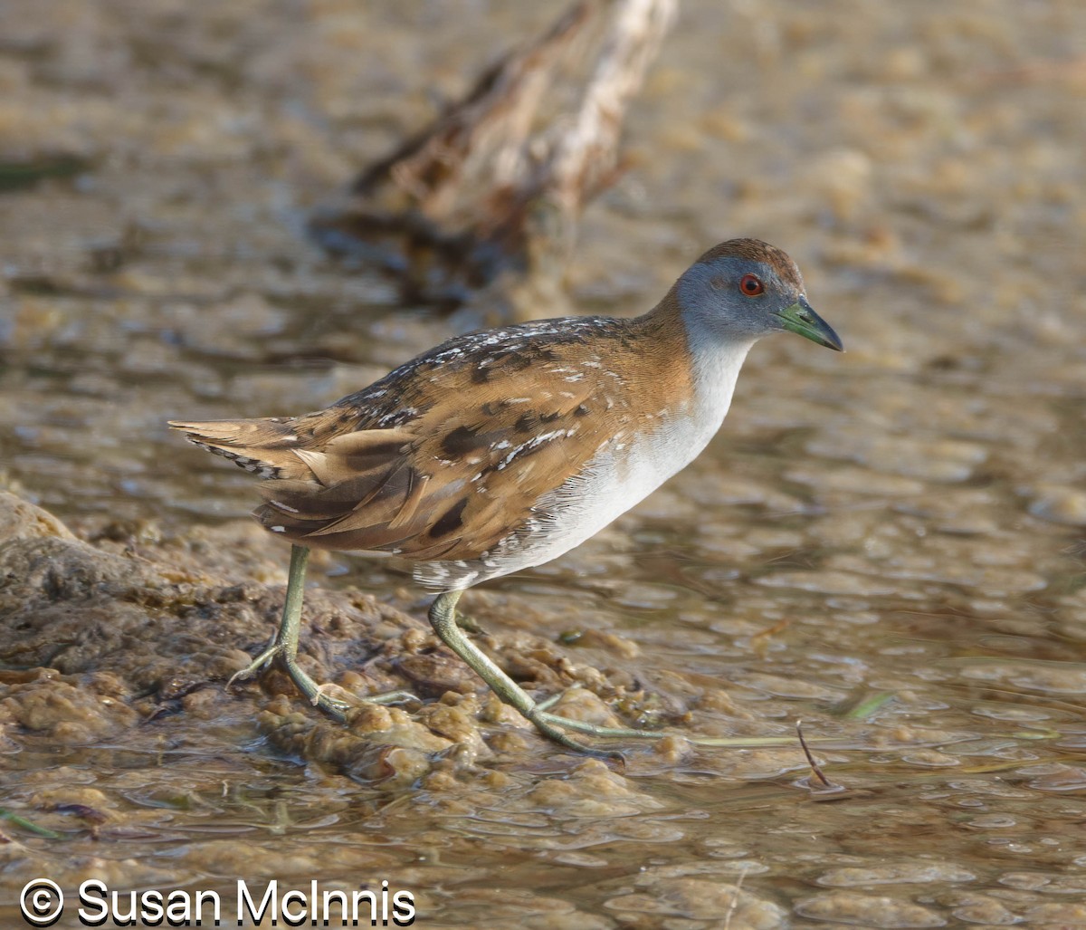Baillon's Crake - ML642871439