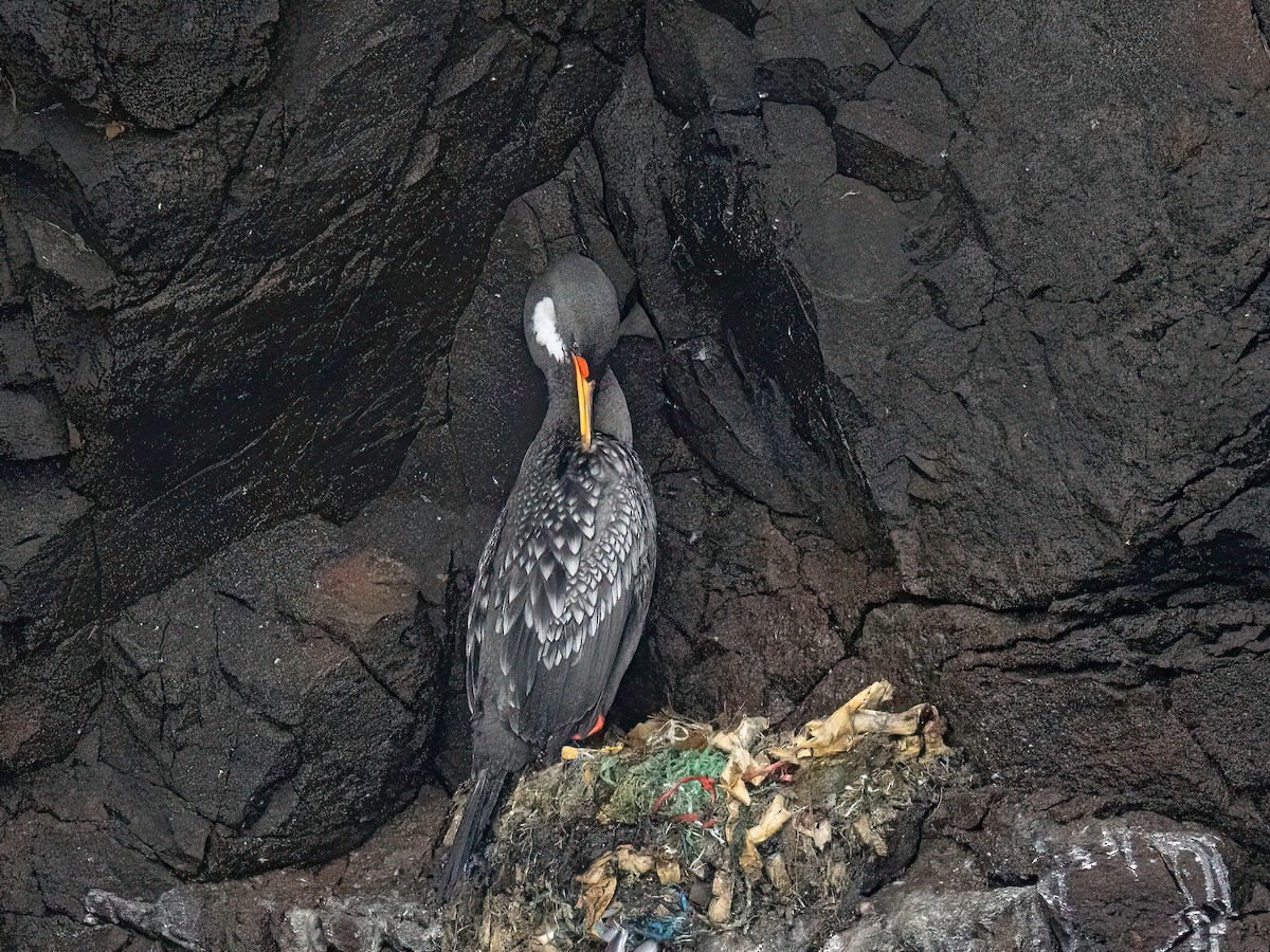 Red-legged Cormorant - ML642871445